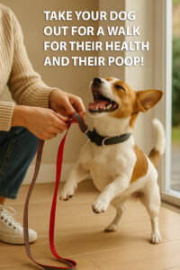 Take your dog out for a walk…